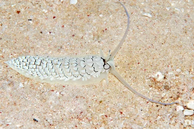 Cerberilla annulata - Kwajalein Atoll, RMI