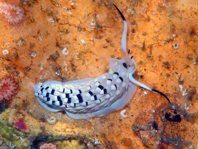 Cerberilla annulata - Enewetak Atoll, RMI
