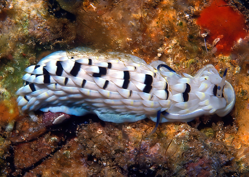 Cerberilla annulata - Enewetak Atoll, RMI