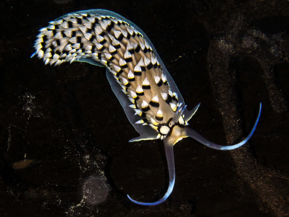 Cerberilla annulata - Milne Bay, Papua New Guinea