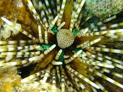 Banded Sea Urchin