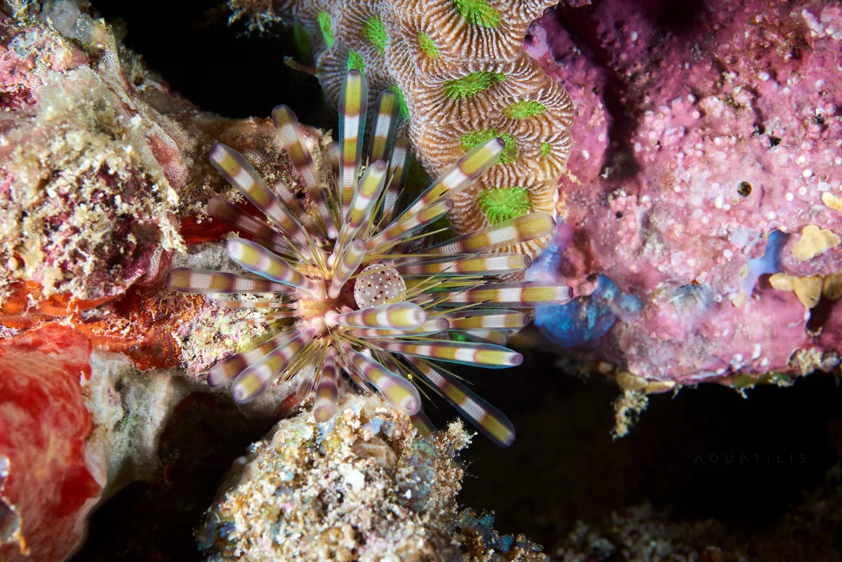 Echinothrix calamaris
