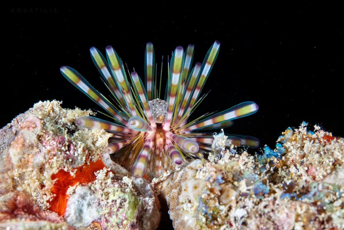 Banded sea urchin - Echinothrix calamaris