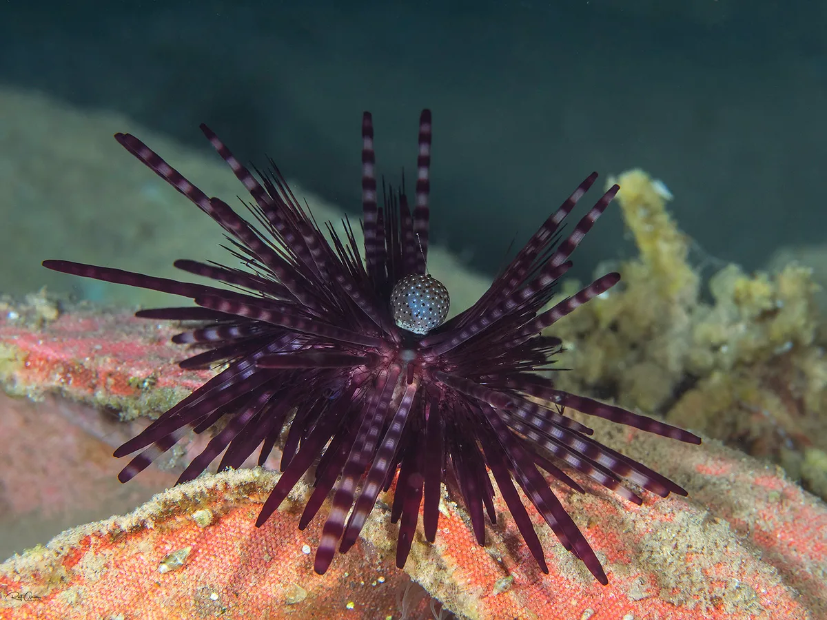 Banded Sea Urchin - Echinothrix calamaris