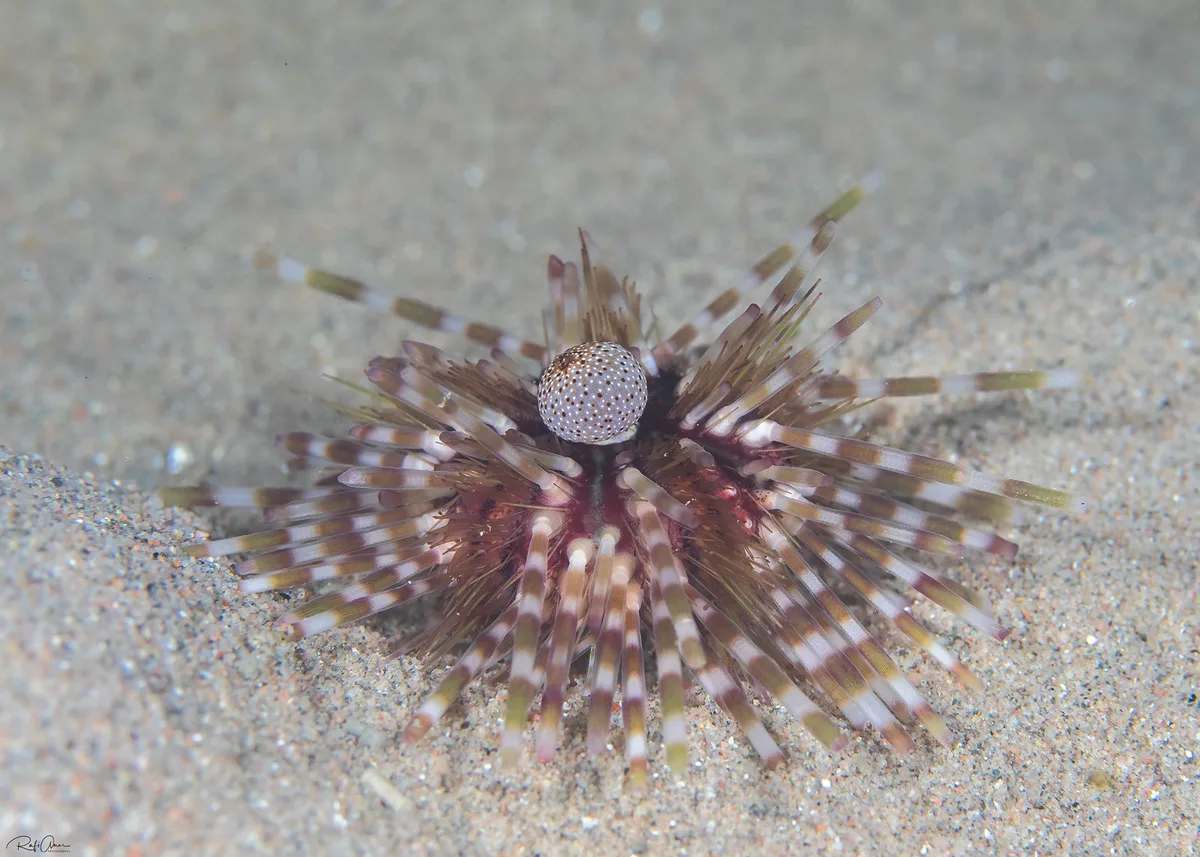 Banded Sea Urchin - Echinothrix calamaris