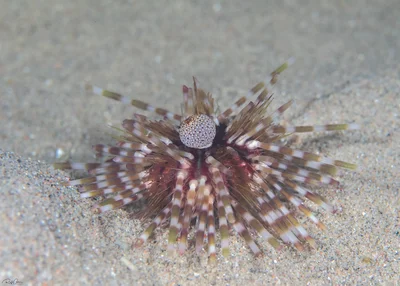 Banded Sea Urchin - Echinothrix calamaris