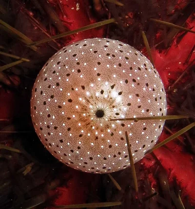 Echinothrix calamaris