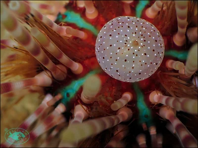 Double-Spined Urchin (Echinothrix calamaris)