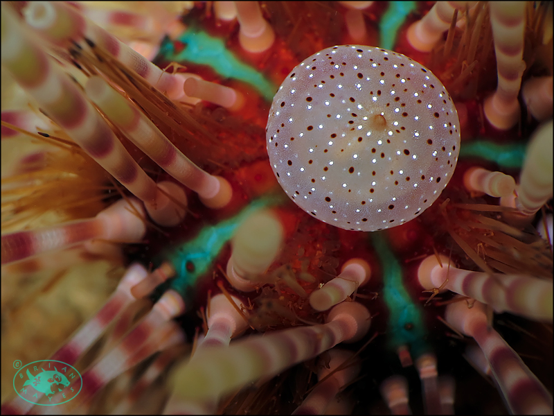Double-Spined Urchin (Echinothrix calamaris)