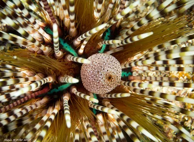 Echinothrix calamaris - Sea urchin, Okinaw