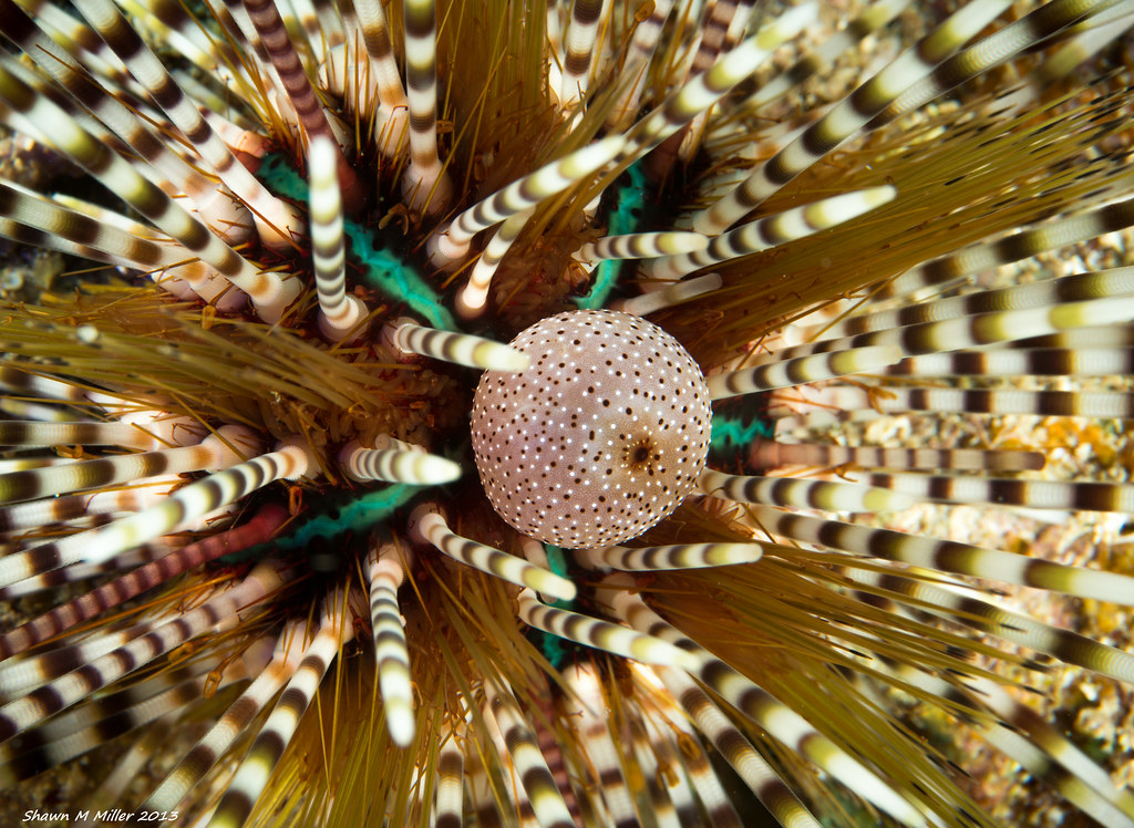 Echinothrix calamaris - Sea urchin, Okinaw