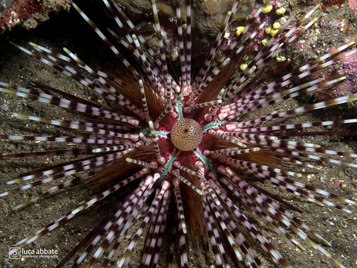Double spined urchin