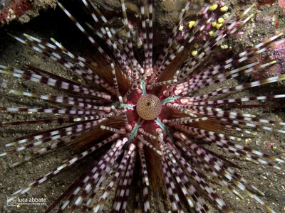 Double spined urchin