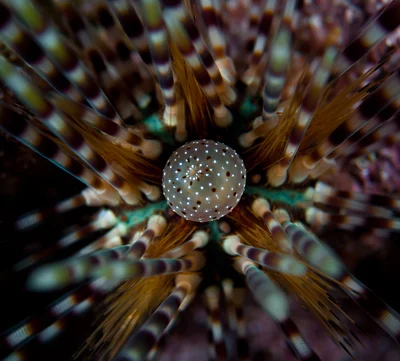 Banded sea urchin (Echinothrix calamaris)