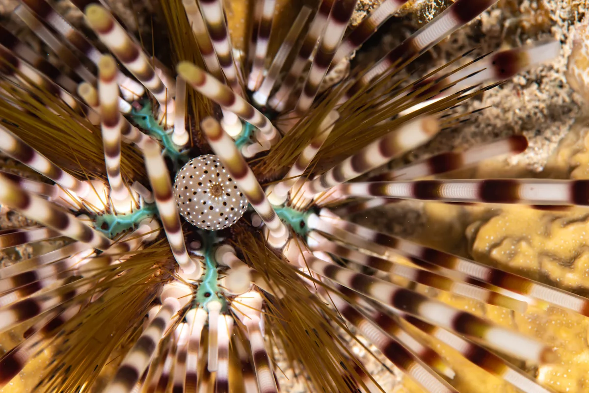 echinothrix calamaris, Oursins