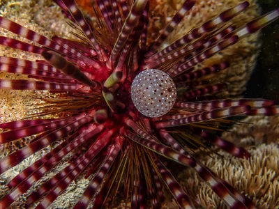 Echinothrix calamaris