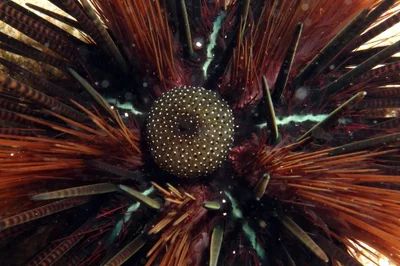 Banded Sea Urchin, Echinothrix calamaris (Pallas, 1774)