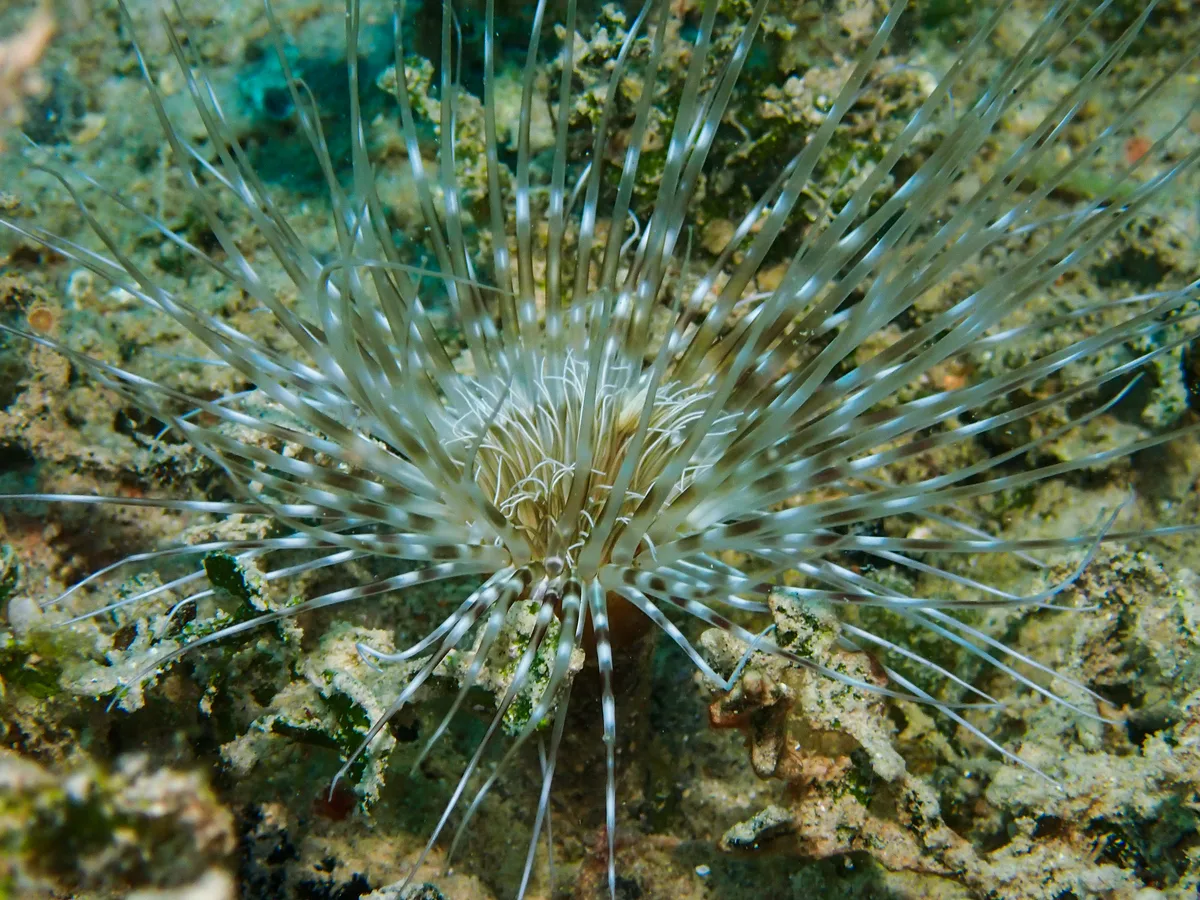 Banded Tube Dwelling Anemone
