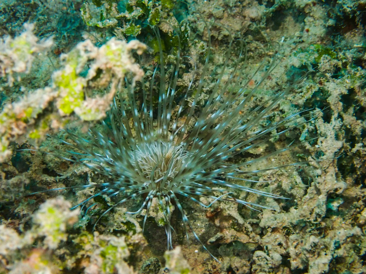 Banded Tube Dwelling Anemone