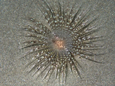 Banded Tube Anemone (Pachycerianthus maua)