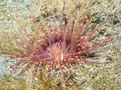 Pachycerianthus maua