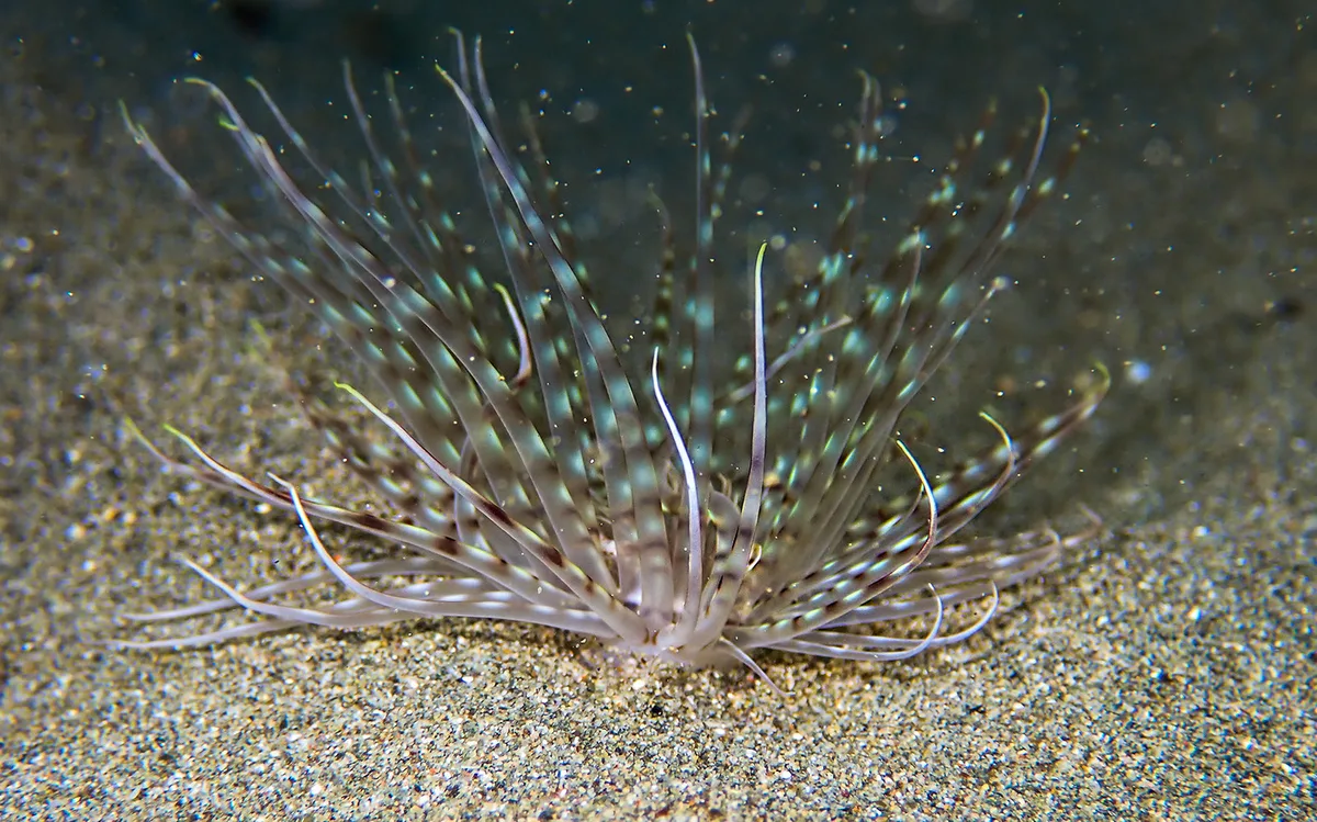 Banded Tube Anemone (Pachycerianthus maua)