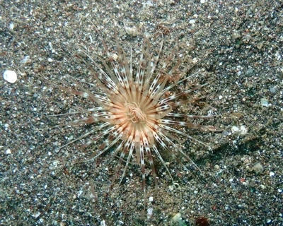 Pachycerianthus maua-1