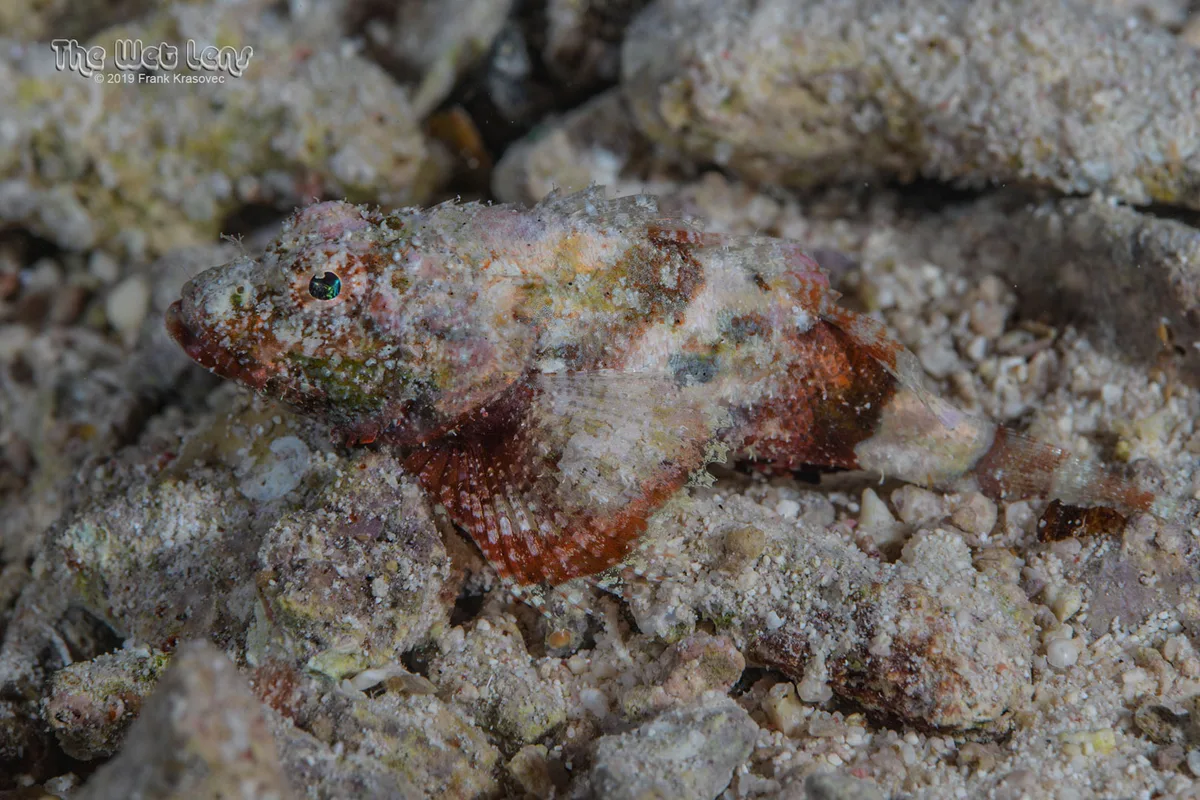 Scorpaenopsis vittapinna - Wadi El-Gemal - Hamata