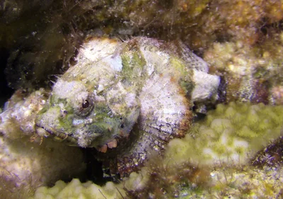 Scorpaenopsis vittapinna - Kwajalein Atoll, RMI