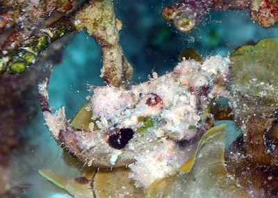 Scorpaenopsis vittapinna - Kwajalein Atoll, RMI