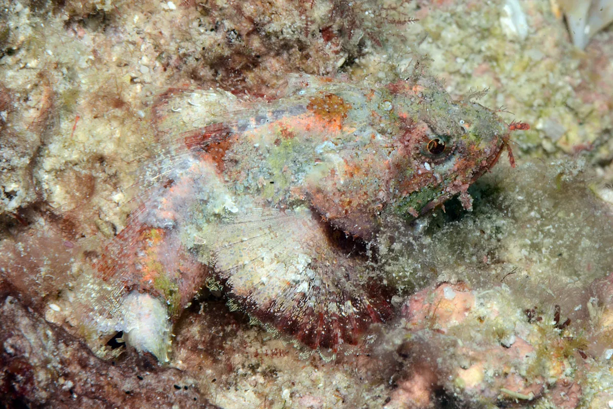 Scorpaenopsis vittapinna - Kwajalein Atoll, RMI