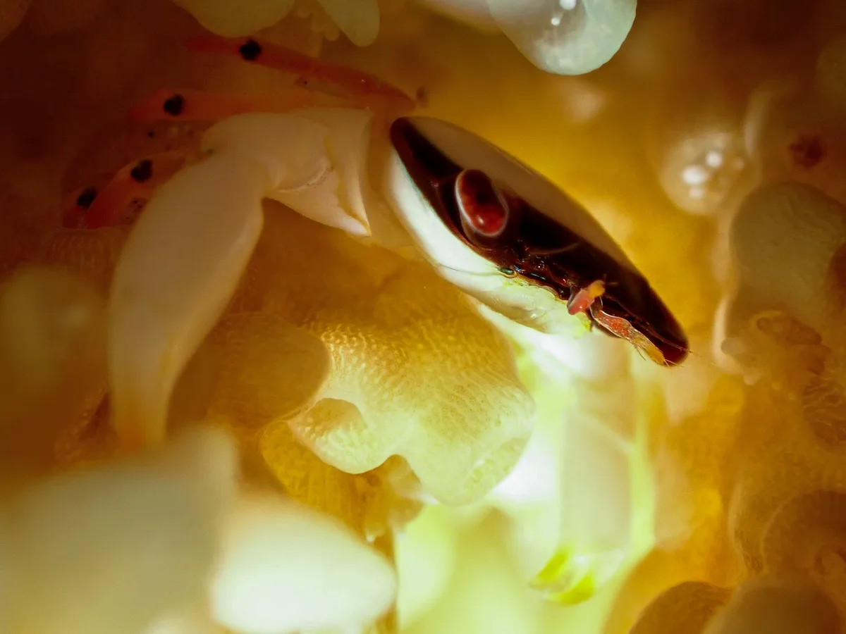 Bandit Coral Crab