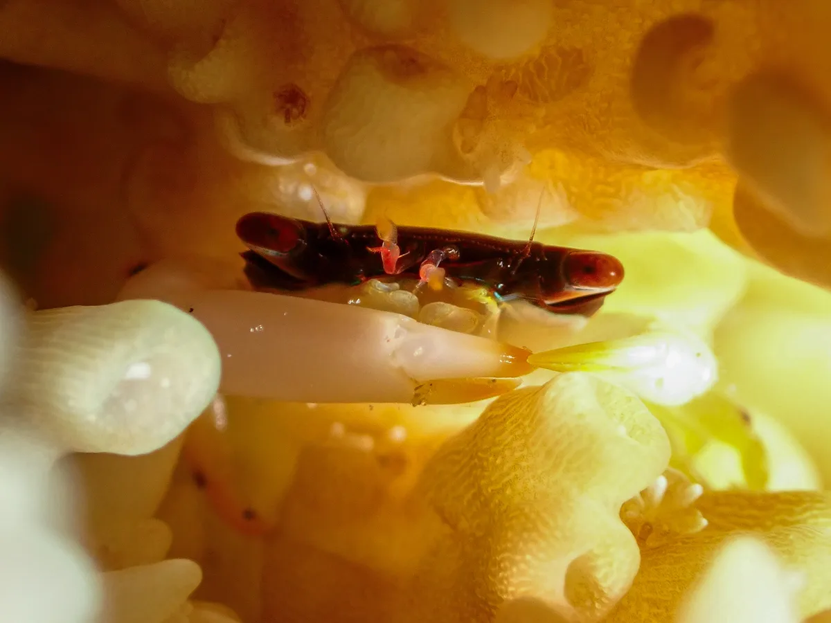 Bandit Coral Crab