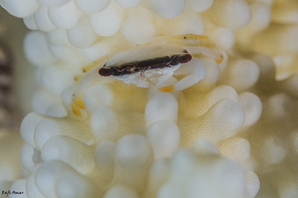 Black-line Tatralia - Tetralia nigrolineata
