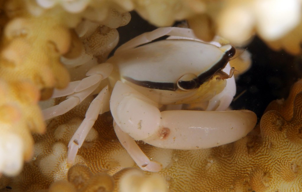 Tetralia nigrolineata, scuba diving (Tauchen), Romblon Island, Philippines