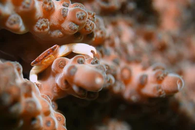 Coral Guard Crab - Jun 2022