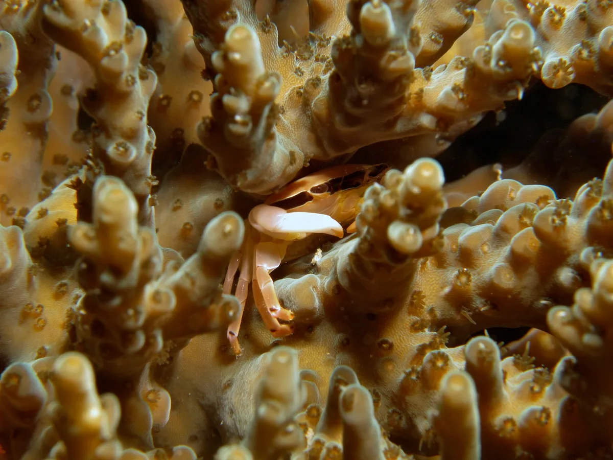 Face-banded coral crab