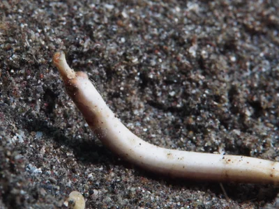 Roughridge pipefish (Cosmocampus banneri)?