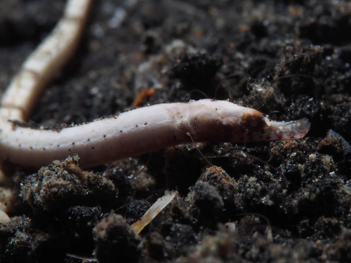 Roughridge pipefish (Cosmocampus banneri)?
