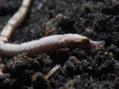 Roughridge pipefish (Cosmocampus banneri)?