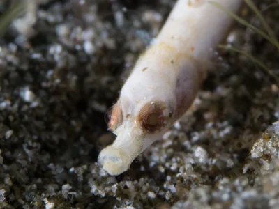 Roughridge pipefish ? (Cosmocampus banneri)