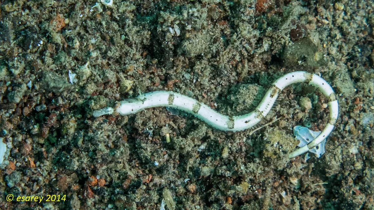 Cosmocampus banneri - Camiguin, Filippiinit