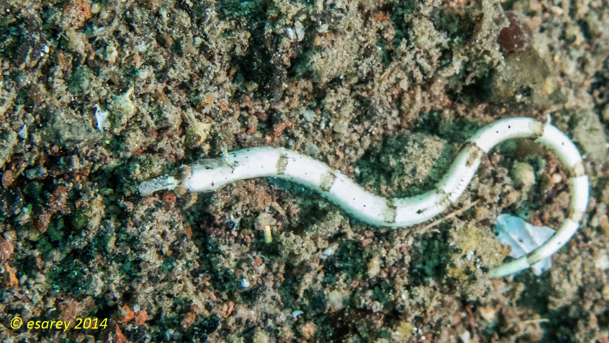 Cosmocampus banneri - Camiguin, Filippiinit