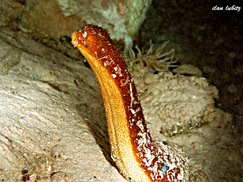 Actinopyga bannwarthi  DSC_0114