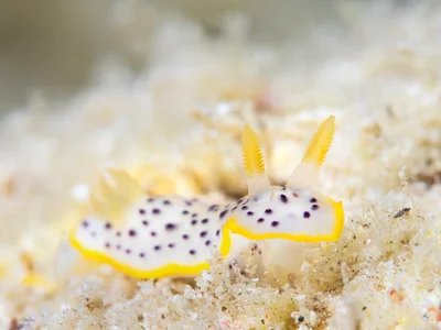 Chromodoris baqe