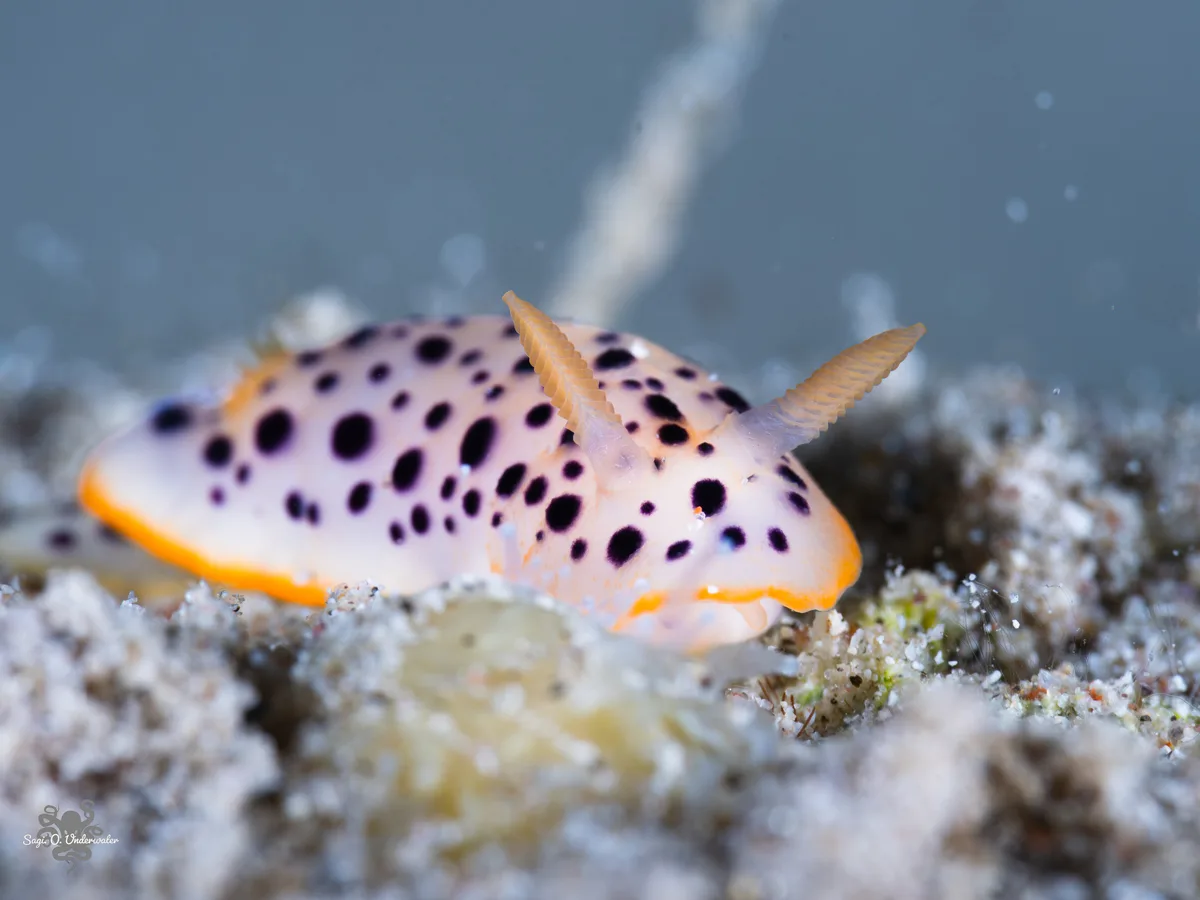 Chromodoris baqe - Beersheba, Israel