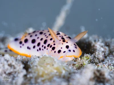 Chromodoris baqe - Beersheba, Israel