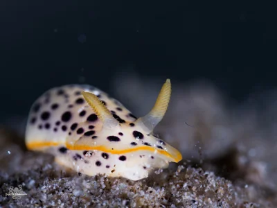Chromodoris baqe - Beersheba, Israel