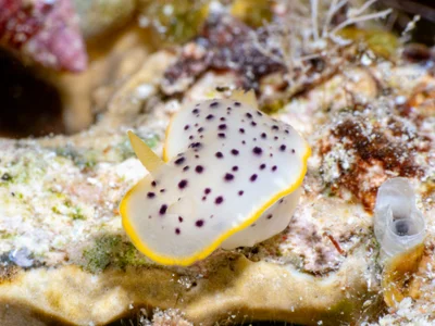 Chromodoris baqe - Al Masbat Street, South Sinai, EG