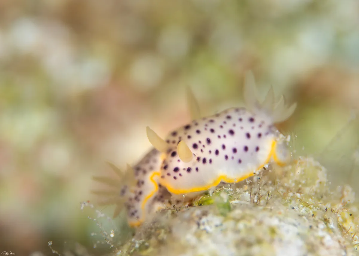 Chromodoris baqe - אילת, ישראל